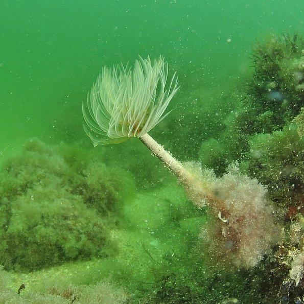 Biodiversité marine