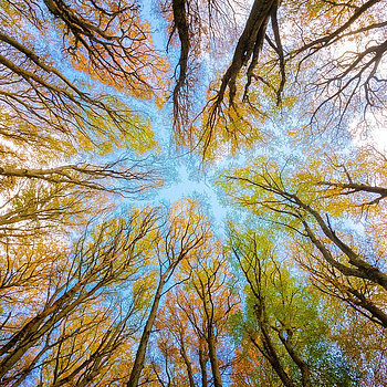 Arbres Arbres